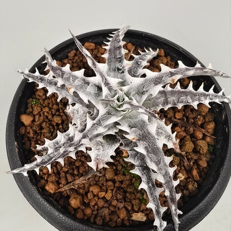 Dyckia Little Wing Bromeliad Cultivar Register (16648) Otto Bromeliad Hybrid