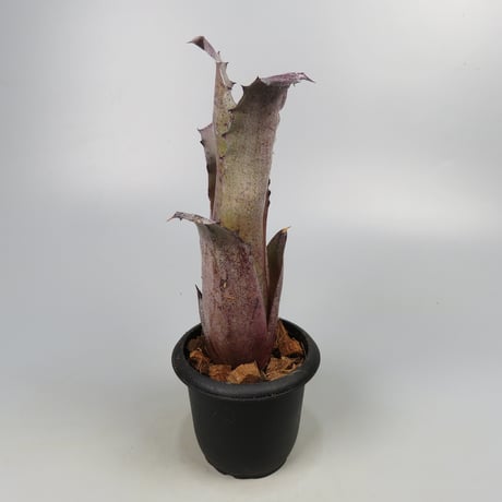 Hohenbergia sp. 357