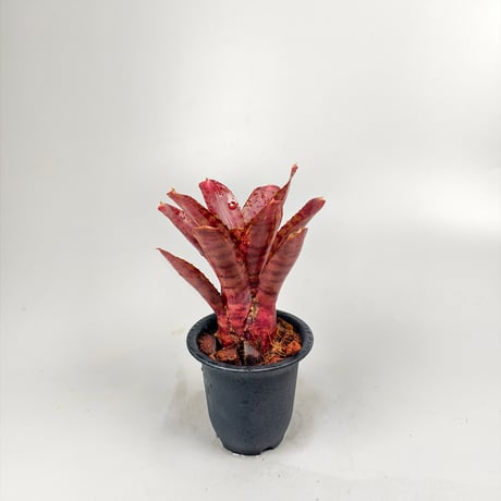 Neoregelia punctassima rubra x Hot Ember