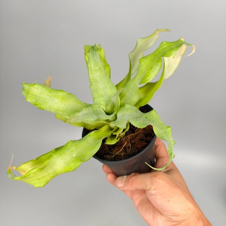 Cryptanthus 'Key Lime Pie' Bromeliad Cultivar Register (1750)