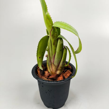 Aechmea brevicollis