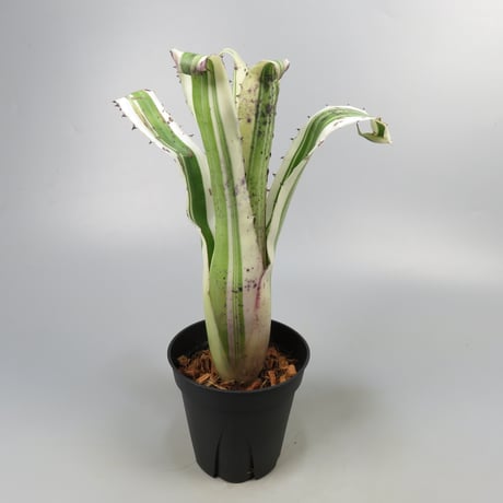 Hohenbergia 'Karla' (BCR11568) ex Hermann Prinsler