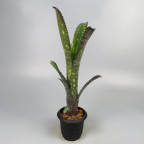 Billbergia 'Canvey Snow'
