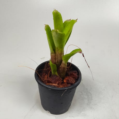 Neoregelia dunensis 'TE479' (Rio de Janeiro Brazil) ex SN