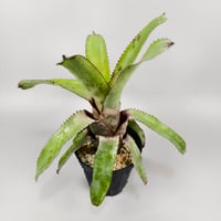 Canistrum fosterianum (Aus.)
