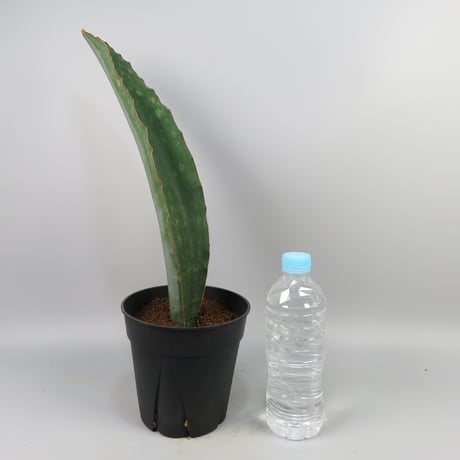 Sansevieria Monkey Bay