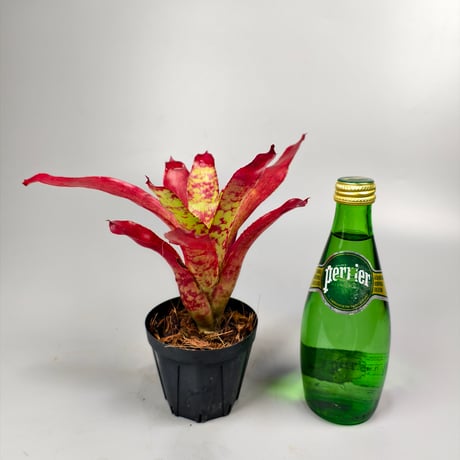 Neoregelia Winnie the Pooh Bromeliad Cultivar Register (10495)