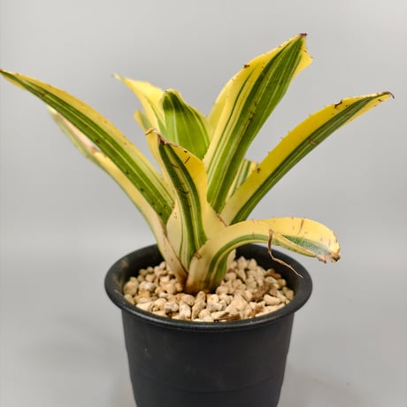 Hohenbergia 'Zuikaku'