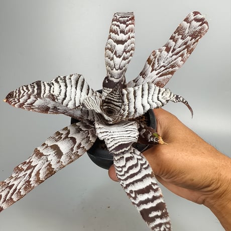 Cryptanthus 'Absolute Zero' Bromeliad Cultivar Register (1226)
