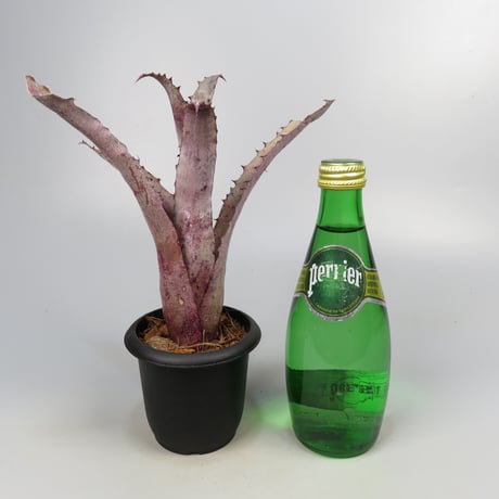 Hohenbergia 'Ouchi' (sp. Brazil)