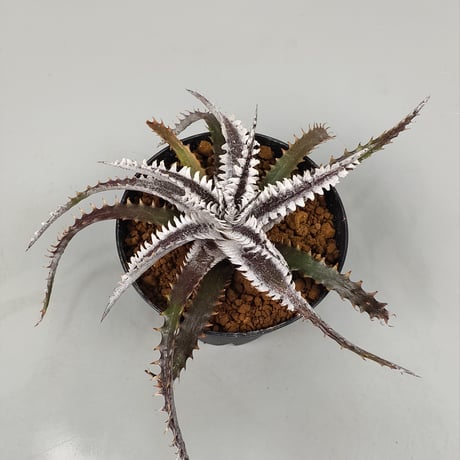 Dyckia Tartaria