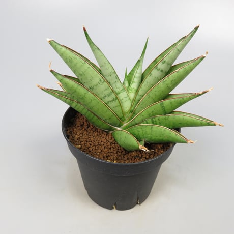 Sansevieria matsumoto castle from Yoky plant