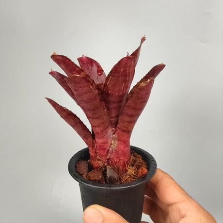 Neoregelia punctassima rubra x Hot Ember