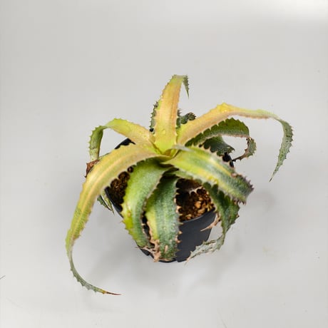 Orthophytum 'Sun Kissed' (Iron Ore × (Brittle Star × saxicola))