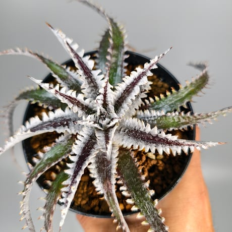Dyckia Tartaria Sueb Hybrid