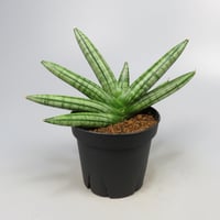 Sansevieria Fatman