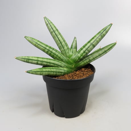 Sansevieria Fatman