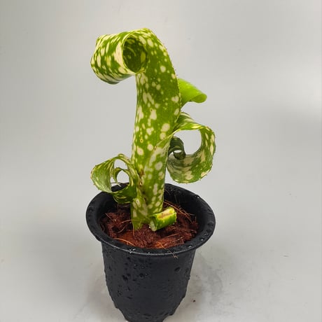 Billbergia leptopoda