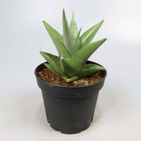 Sansevieria Silver Dollar from Yoky plant