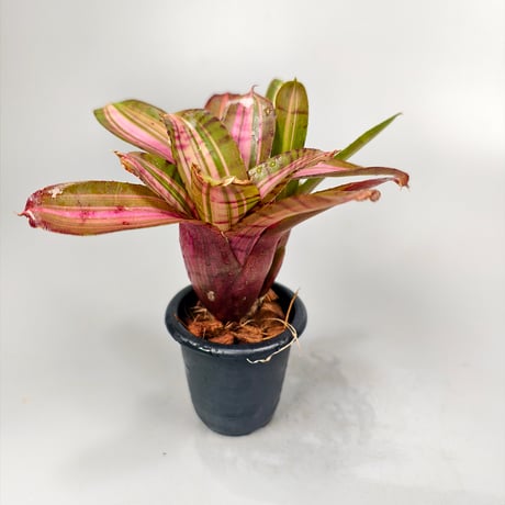 Neoregelia 'Moonlight Huge' Toum Sprung-Garden Hybrid