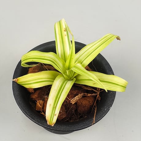 Vriesea ospinae 'Tricolor Variegata'