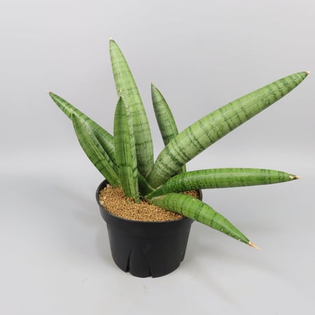 Sansevieria White Rhino