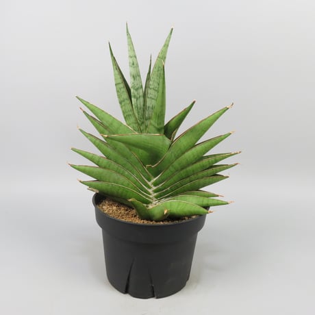 Sansevieria Matsumoto Castle