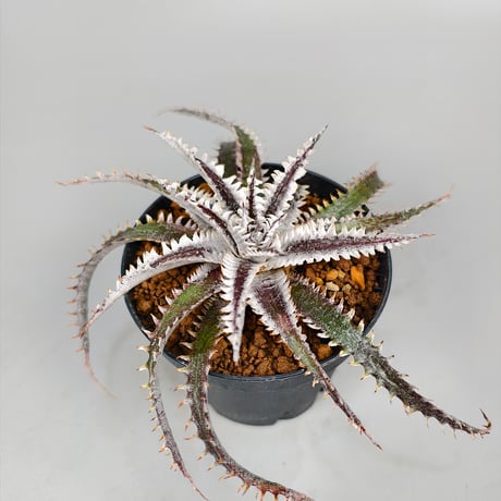 Dyckia Tartaria Sueb Hybrid
