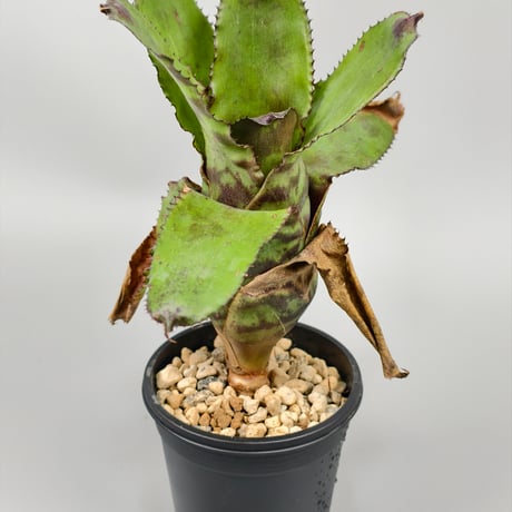 Canistrum vania leme cv. auratum