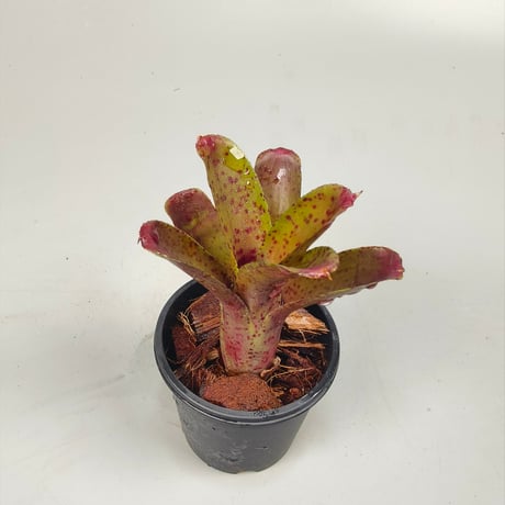 Neoregelia 'Dragon Ball'