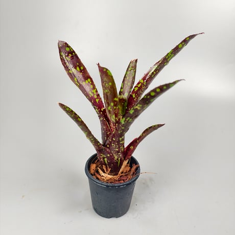 Neoregelia Domino Bromeliad Cultivar Register (3978)