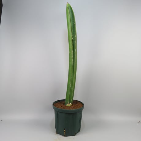 Sansevieria sinu-simiorum R979