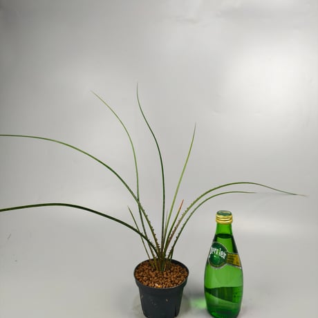 Acanthostachys pitcairnioides