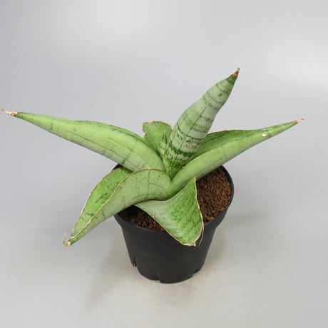 Sansevieria White Rhino from Yoky plant