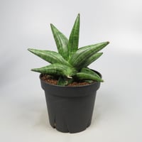 Sansevieria Taurus from Yoky plant