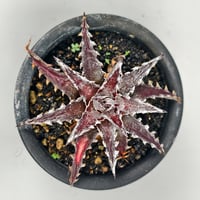 Dyckia 'Z'gok' x 'LittleWing'