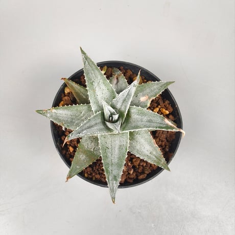 Dyckia Zebra Billbaker Hybrid