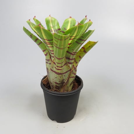 Neoregelia 'Half Pint' Bromeliad Cultivar Register (11235)