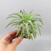 Tillandsia ionantha var. vanhyningii 'Green Dragon'