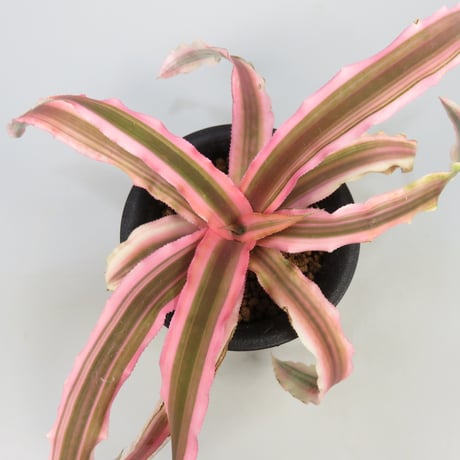 Cryptanthus 'Pink Starlight' Bromeliad Cultivar Register (1963)