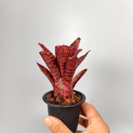 Neoregelia punctassima rubra x Hot Ember