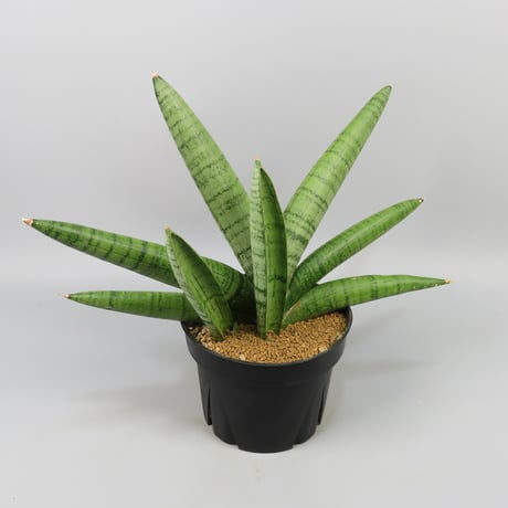 Sansevieria White Rhino
