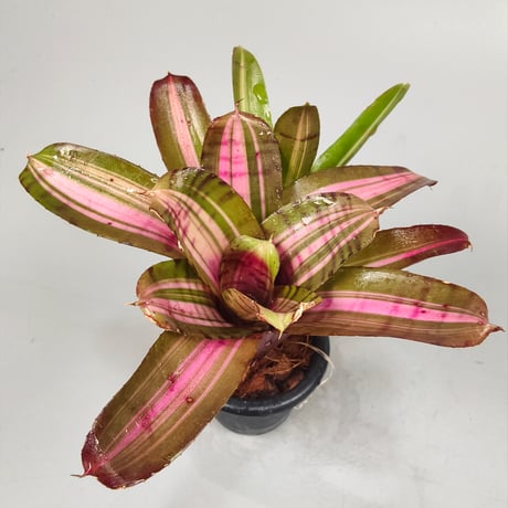 Neoregelia 'Moonlight Huge' Toum Sprung-Garden Hybrid