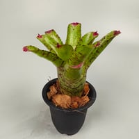 Neoregelia Little Faith Bromeliad Cultivar Register (5446)