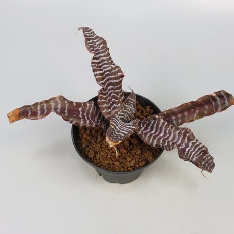Cryptanthus 'Black Mystic' Bromeliad Cultivar Register (1312)