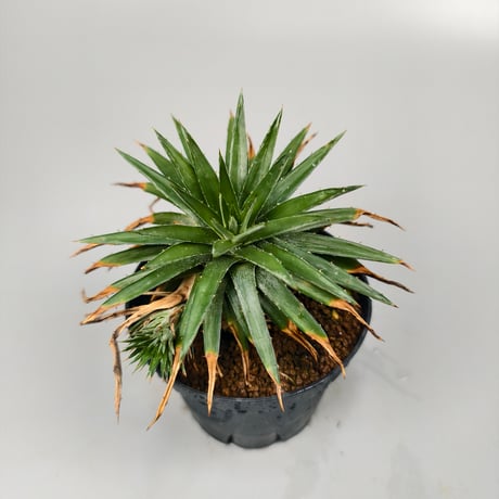 Dyckia sp from Satith