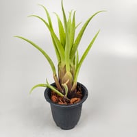 Aechmea recurvata var. recurvata