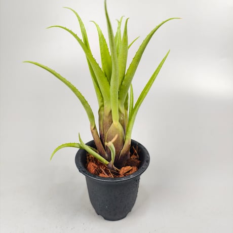 Aechmea recurvata var. recurvata