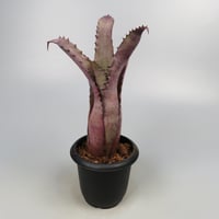 Hohenbergia 'Ouchi' (sp. Brazil)