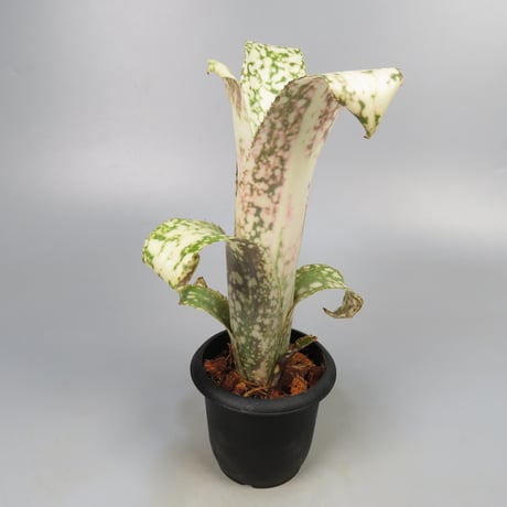 Billbergia 'Poquito Mas' (BCR1055)